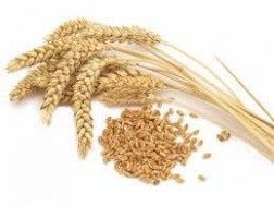 Wheatgerm 250g & 500g