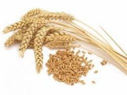 Wheatgerm 250g & 500g