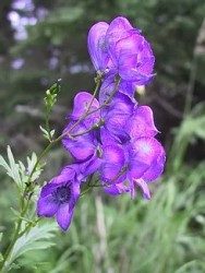 Aconite 30c