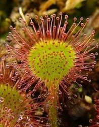 Drosera 30c