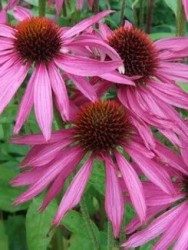 Echinacea 30c