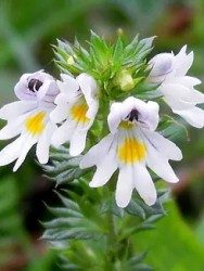 Euphrasia 30c