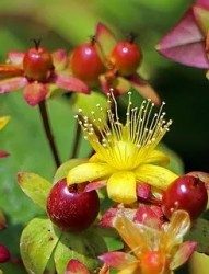 Hypericum 30c