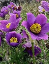 Pulsatilla 30c